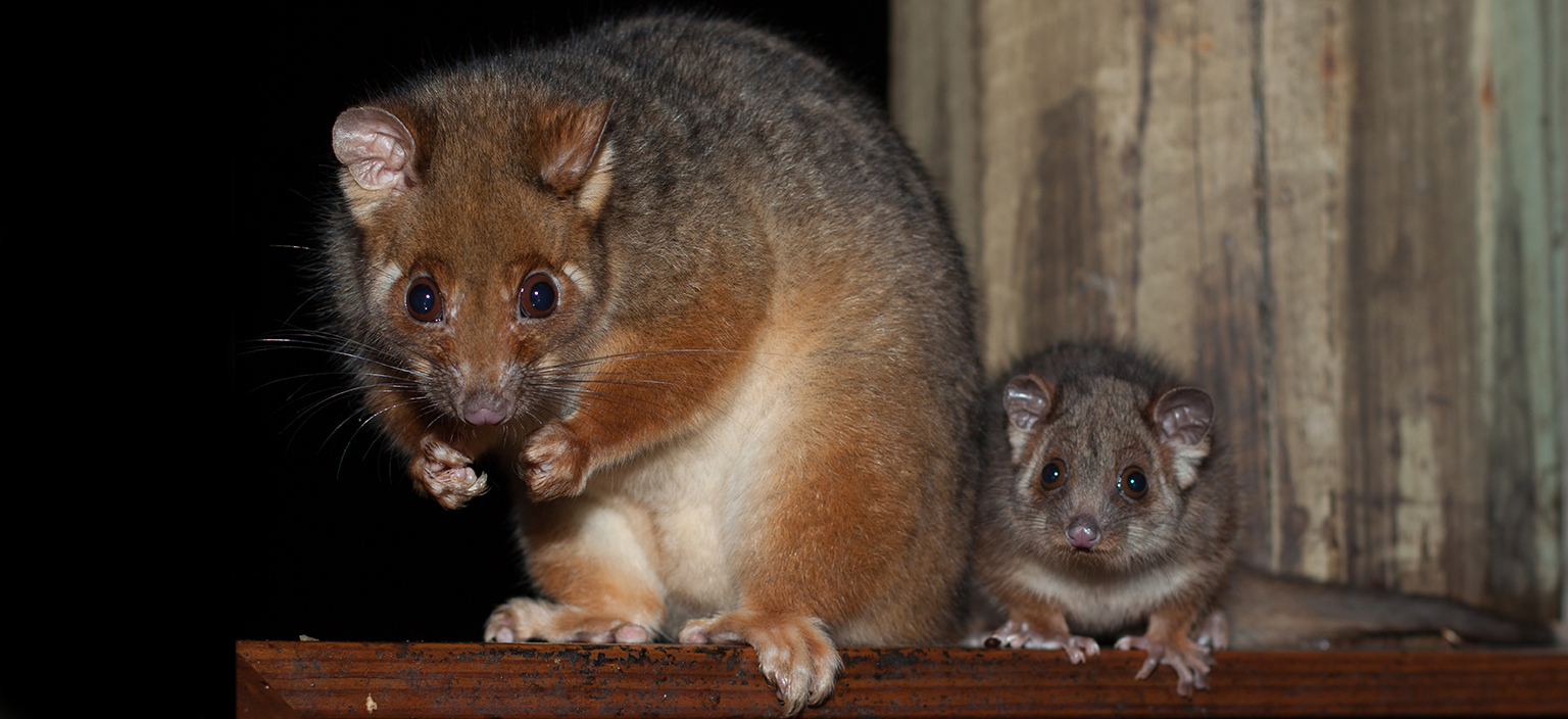 common-ringtailed-possum.jpg